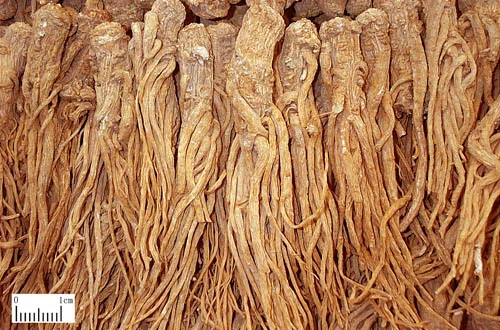 当归 药材标本