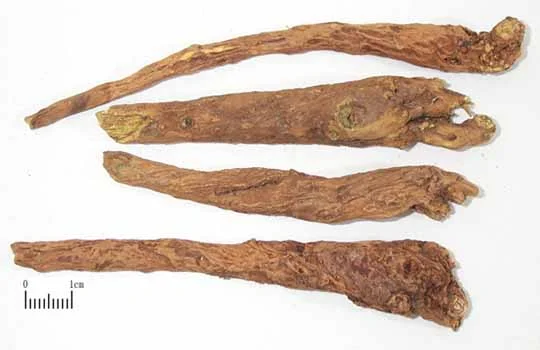 黄芩 药材标本