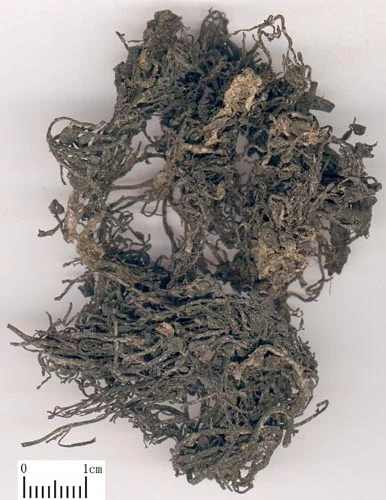 海藻 药材标本