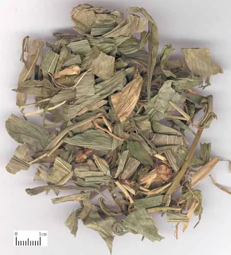 竹叶 药材标本