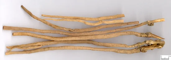 牛膝 药材标本