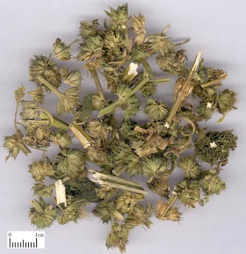 充蔚子 药材标本