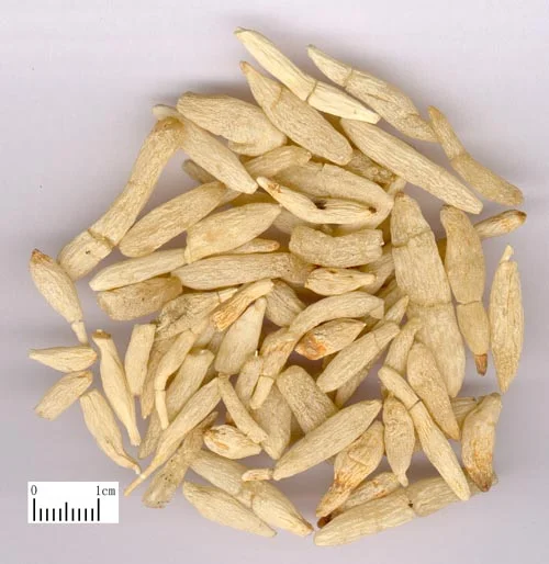 麦门冬 药材标本