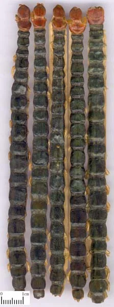 蜈蚣 药材标本