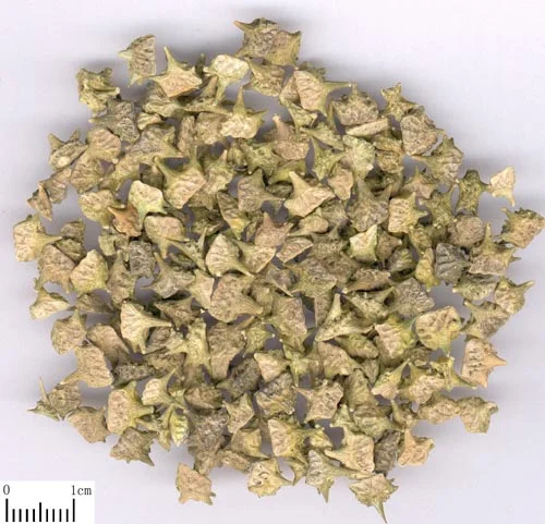 蒺藜子 药材标本