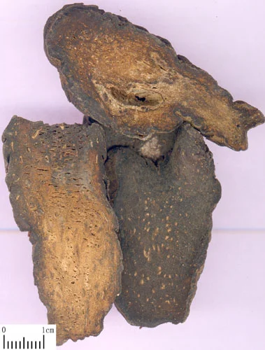 肉松容 药材标本