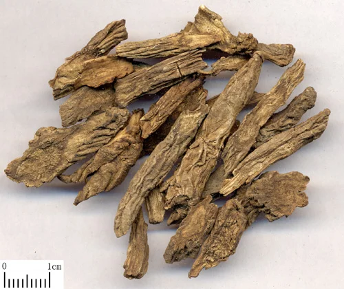 续断 药材标本