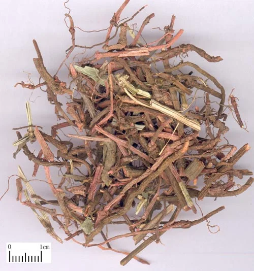 茜根 药材标本