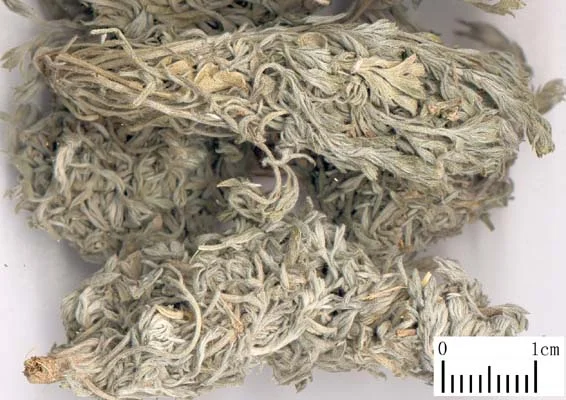 茵陈 药材标本